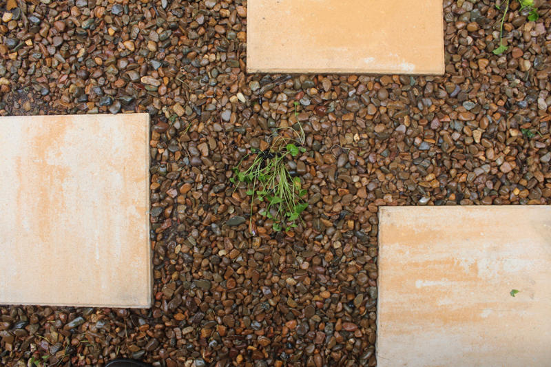 Why choose an Australian native lawn as an alternative to grass?, List of Australian native lawn alternatives, Sourcing native plants for your lawn, Benefits of native lawn alternatives, How to plant a native lawn, Why plant with sustainability and native plants in mind? 