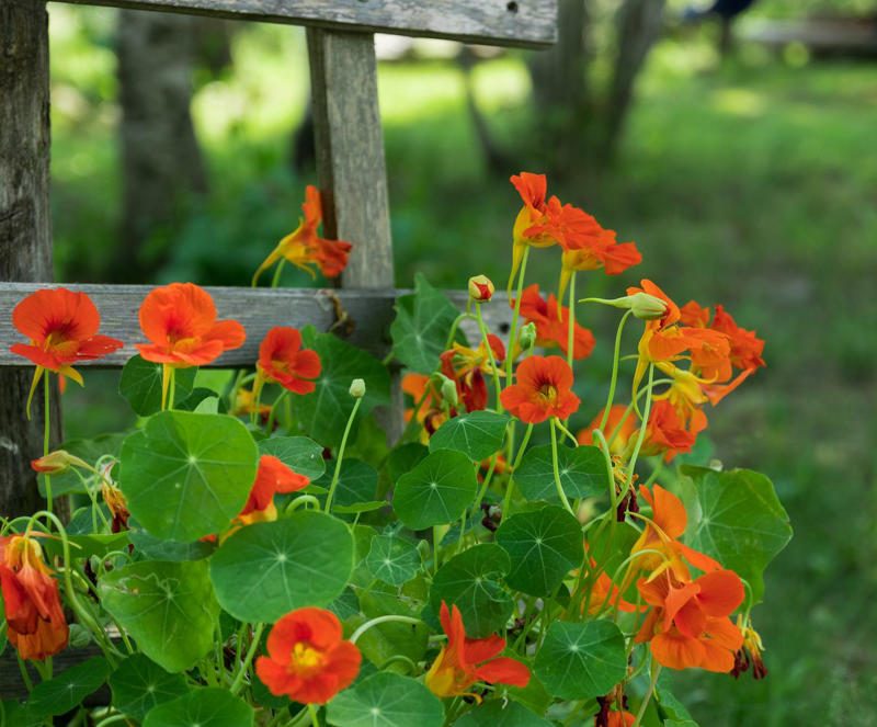 Clematis (Clematis spp.), Honeysuckle (Lonicera spp.), Morning Glory (Ipomoea purpurea), Wisteria (Wisteria frutescens), Bougainvillea (Bougainvillea spp.), Butterfly Vine (Mascagnia macroptera), Climbing Carolina Aster (Ampelaster carolinianus), Climbing Roses (Rosa spp.), Rocktrumpet (Mandevilla spp.), Madagascar Jasmine (Stephanotis floribunda), Cup and Saucer Vine (Cobaea scandens), Crossvine (Bignonia capreolata), Climbing Nasturtium (Tropaeolum majus), Trumpet Vine (Campsis radicans), Passionflower Vines (Passiflora spp.), Porcelain Flower (Hoya carnosa), Blue Sky Vine (Thunbergia grandiflora), Cypress Vine (Ipomoea quamoclit), Japanese Hydrangea Vine (Hydrangea hydrangeoides), Star Jasmine (Trachelospermum jasminoides), Scarlet Runner Bean (Phaseolus coccineus), Carolina Jessamine (Gelsemium sempervirens), Firecracker Vine (Pyrostegia venusta), Climbing Hydrangea (Hydrangea petiolaris), Moonflower (Ipomoea alba)