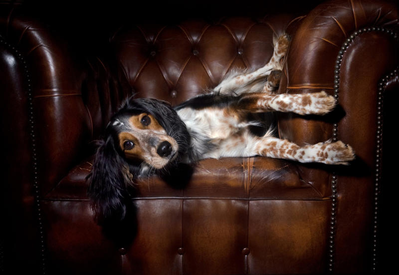 Dog smell, Dog odors are by design, Some dog smells indicate health problems, Leather furniture, Remove pet odors from the air, Get rid of dog mess smells, Keep up with your dog’s hygiene, Create a relaxed environment, Increase airflow, Groom your cat, Why is cat smell so hard to remove?, Never mix hydrogen peroxide and vinegar to treat a stain