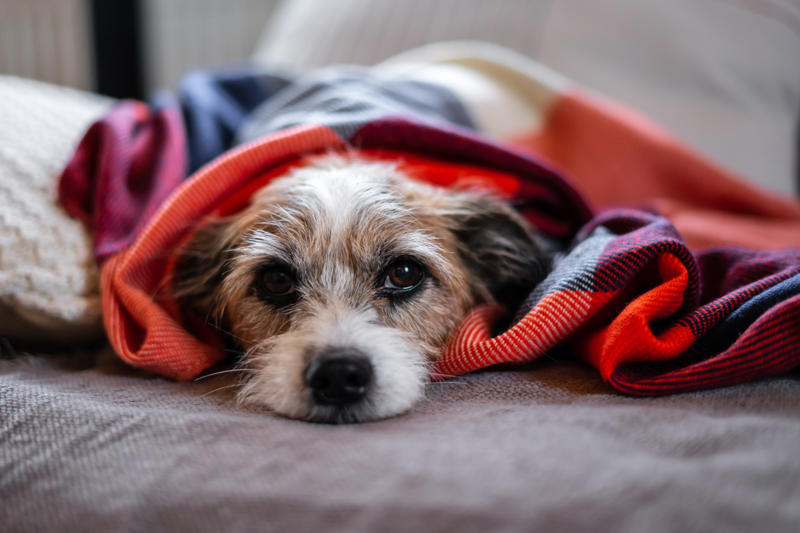 Dog smell, Dog odors are by design, Some dog smells indicate health problems, Leather furniture, Remove pet odors from the air, Get rid of dog mess smells, Keep up with your dog’s hygiene, Create a relaxed environment, Increase airflow, Groom your cat, Why is cat smell so hard to remove?, Never mix hydrogen peroxide and vinegar to treat a stain