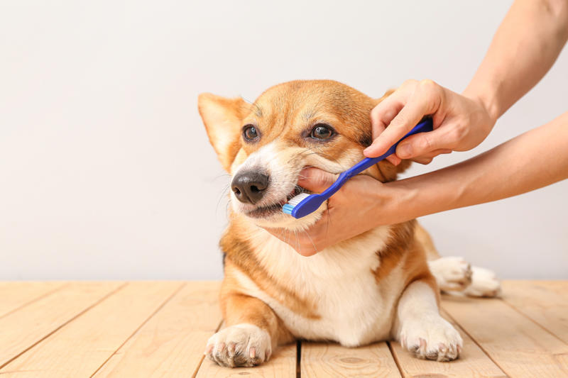 Dog smell, Dog odors are by design, Some dog smells indicate health problems, Leather furniture, Remove pet odors from the air, Get rid of dog mess smells, Keep up with your dog’s hygiene, Create a relaxed environment, Increase airflow, Groom your cat, Why is cat smell so hard to remove?, Never mix hydrogen peroxide and vinegar to treat a stain