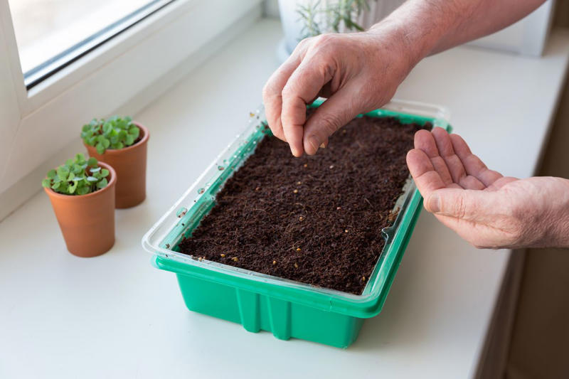 Starting Basil Seeds, Planting Basil Outdoors, Outdoor Basil Plant Care Tips, Indoor Basil Plant Care Tips, How to Prune and Harvest Basil, How Long Does Basil Take to Grow?, Common Basil Plant Problems