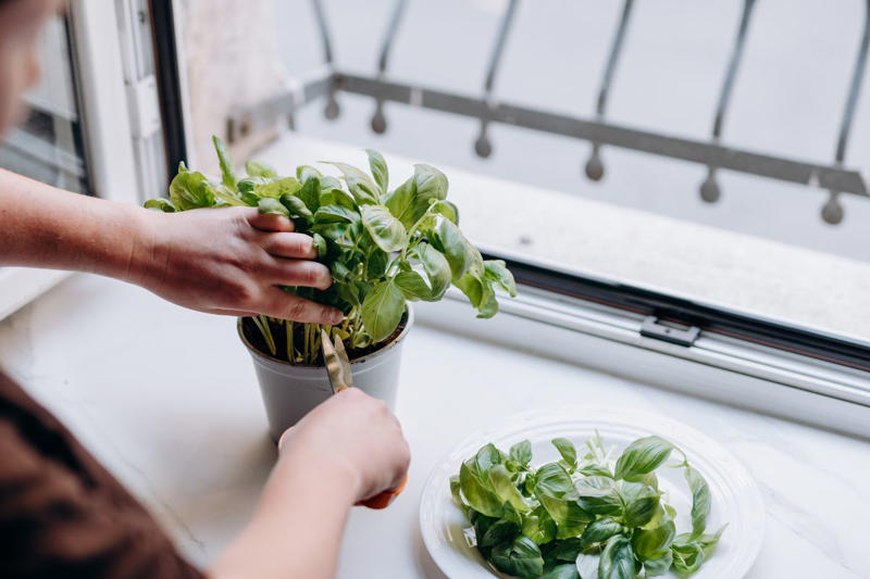 Starting Basil Seeds, Planting Basil Outdoors, Outdoor Basil Plant Care Tips, Indoor Basil Plant Care Tips, How to Prune and Harvest Basil, How Long Does Basil Take to Grow?, Common Basil Plant Problems