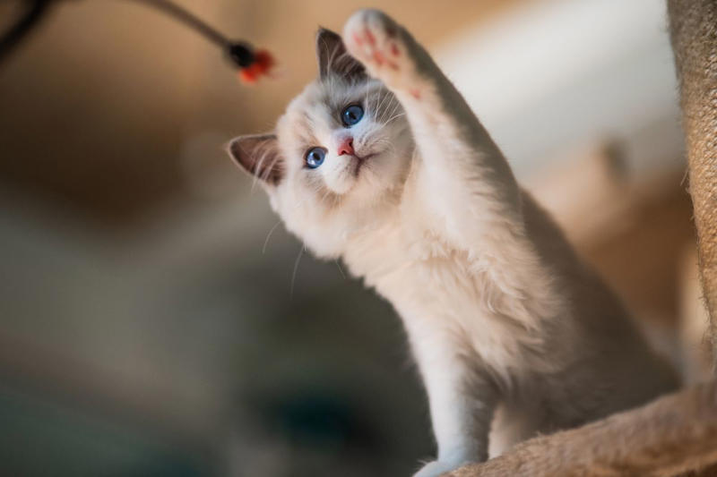 1) Abyssinian, 2) American Shorthair, 4) Birman, 5) Chartreux, 6) Devon Rex, 7) Maine Coon, 9) Persian, 11) Ragdoll, 12) Scottish Fold