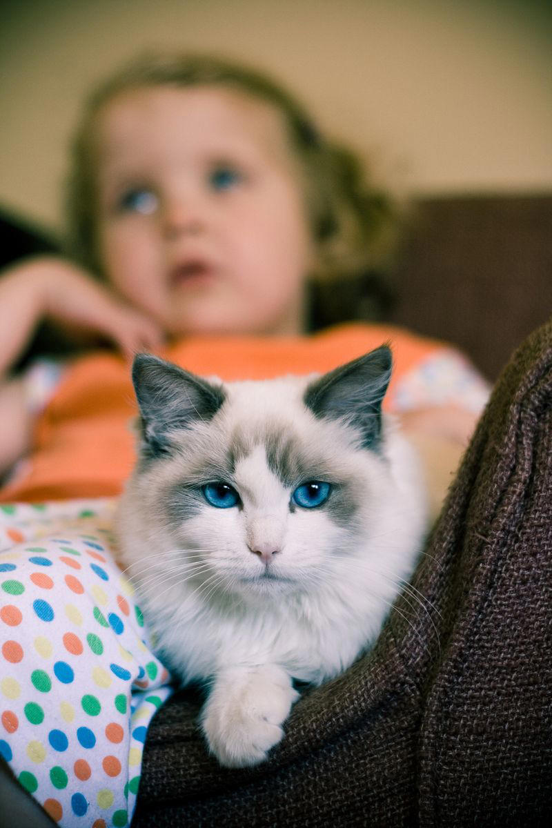 1) Abyssinian, 2) American Shorthair, 4) Birman, 5) Chartreux, 6) Devon Rex, 7) Maine Coon, 9) Persian, 11) Ragdoll, 12) Scottish Fold