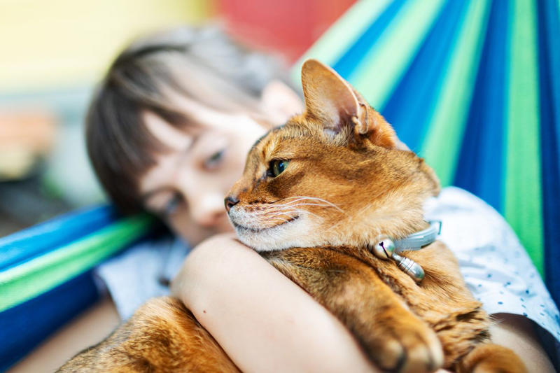 1) Abyssinian, 2) American Shorthair, 4) Birman, 5) Chartreux, 6) Devon Rex, 7) Maine Coon, 9) Persian, 11) Ragdoll, 12) Scottish Fold