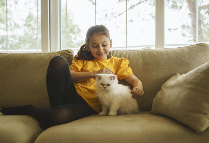 1) Abyssinian, 2) American Shorthair, 4) Birman, 5) Chartreux, 6) Devon Rex, 7) Maine Coon, 9) Persian, 11) Ragdoll, 12) Scottish Fold