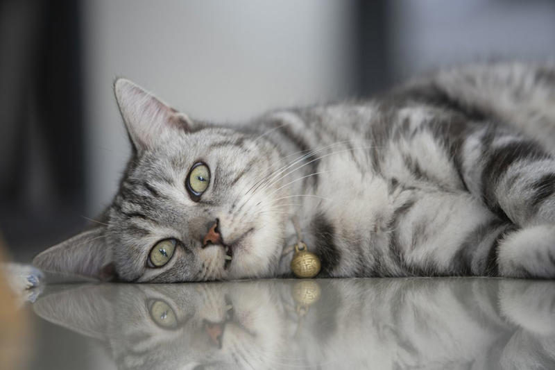 1) Abyssinian, 2) American Shorthair, 4) Birman, 5) Chartreux, 6) Devon Rex, 7) Maine Coon, 9) Persian, 11) Ragdoll, 12) Scottish Fold
