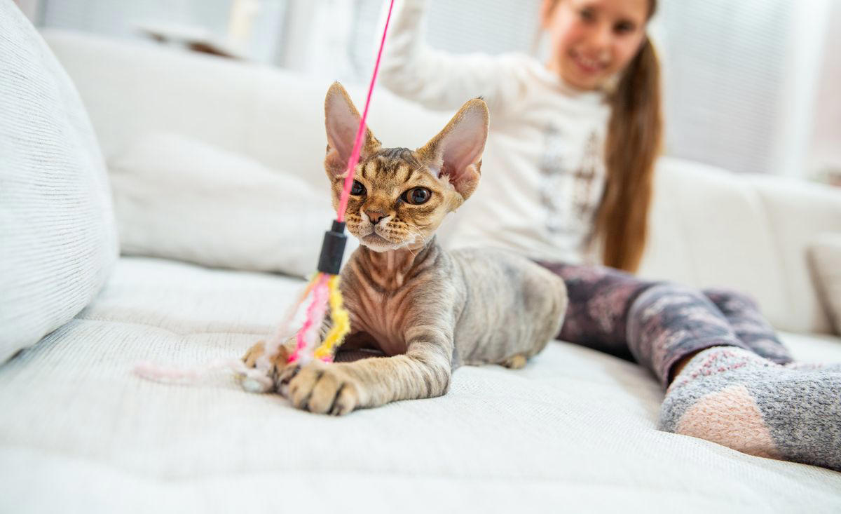 1) Abyssinian, 2) American Shorthair, 4) Birman, 5) Chartreux, 6) Devon Rex, 7) Maine Coon, 9) Persian, 11) Ragdoll, 12) Scottish Fold