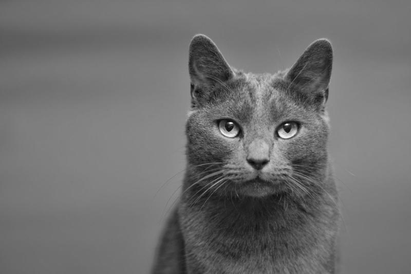1) Abyssinian, 2) American Shorthair, 4) Birman, 5) Chartreux, 6) Devon Rex, 7) Maine Coon, 9) Persian, 11) Ragdoll, 12) Scottish Fold