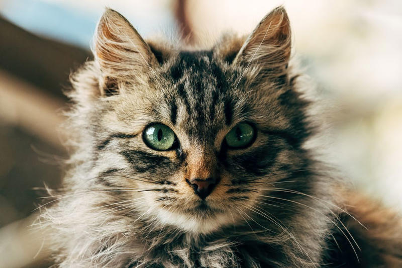 Abyssinian, American Shorthair, Balinese, Chartreux, Devon Rex, Maine Coon, RagaMuffin, Scottish Fold