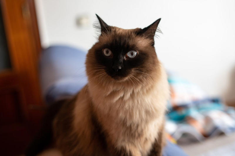 Abyssinian, American Shorthair, Balinese, Chartreux, Devon Rex, Maine Coon, RagaMuffin, Scottish Fold