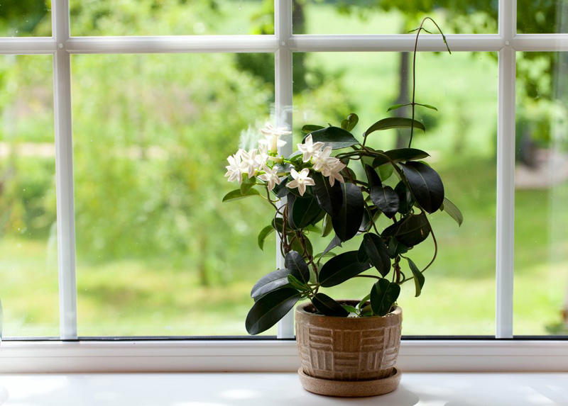 Chrysanthemums, Lipstick Plant, Gloxinia , Regal Geranium, Crown of Thorns, Hoya Albo Carnosa , Pink Anthurium, Desert Rose, Moth Orchid, Bromeliad, Purple Oxalis, Cyclamen, Calamondin Orange Plant, Holiday Cactus, Kalanchoe, African Violet, Peace Lily, Flowering Maple, Amaryllis, Rex Begonia
