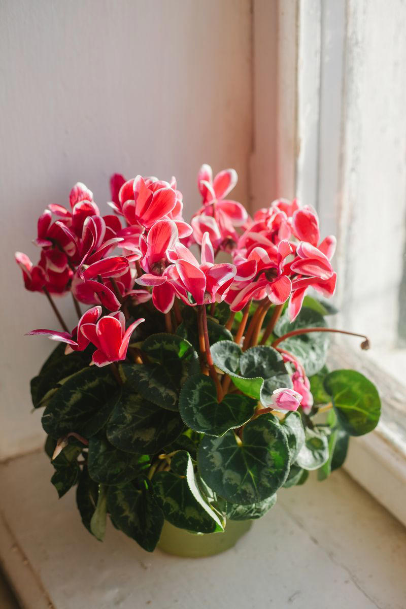 Chrysanthemums, Lipstick Plant, Gloxinia , Regal Geranium, Crown of Thorns, Hoya Albo Carnosa , Pink Anthurium, Desert Rose, Moth Orchid, Bromeliad, Purple Oxalis, Cyclamen, Calamondin Orange Plant, Holiday Cactus, Kalanchoe, African Violet, Peace Lily, Flowering Maple, Amaryllis, Rex Begonia