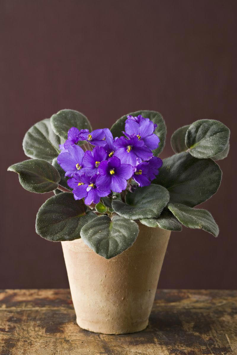 Chrysanthemums, Lipstick Plant, Gloxinia , Regal Geranium, Crown of Thorns, Hoya Albo Carnosa , Pink Anthurium, Desert Rose, Moth Orchid, Bromeliad, Purple Oxalis, Cyclamen, Calamondin Orange Plant, Holiday Cactus, Kalanchoe, African Violet, Peace Lily, Flowering Maple, Amaryllis, Rex Begonia