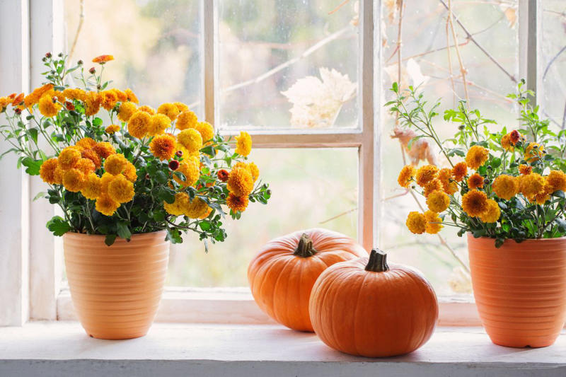 Chrysanthemums, Lipstick Plant, Gloxinia , Regal Geranium, Crown of Thorns, Hoya Albo Carnosa , Pink Anthurium, Desert Rose, Moth Orchid, Bromeliad, Purple Oxalis, Cyclamen, Calamondin Orange Plant, Holiday Cactus, Kalanchoe, African Violet, Peace Lily, Flowering Maple, Amaryllis, Rex Begonia