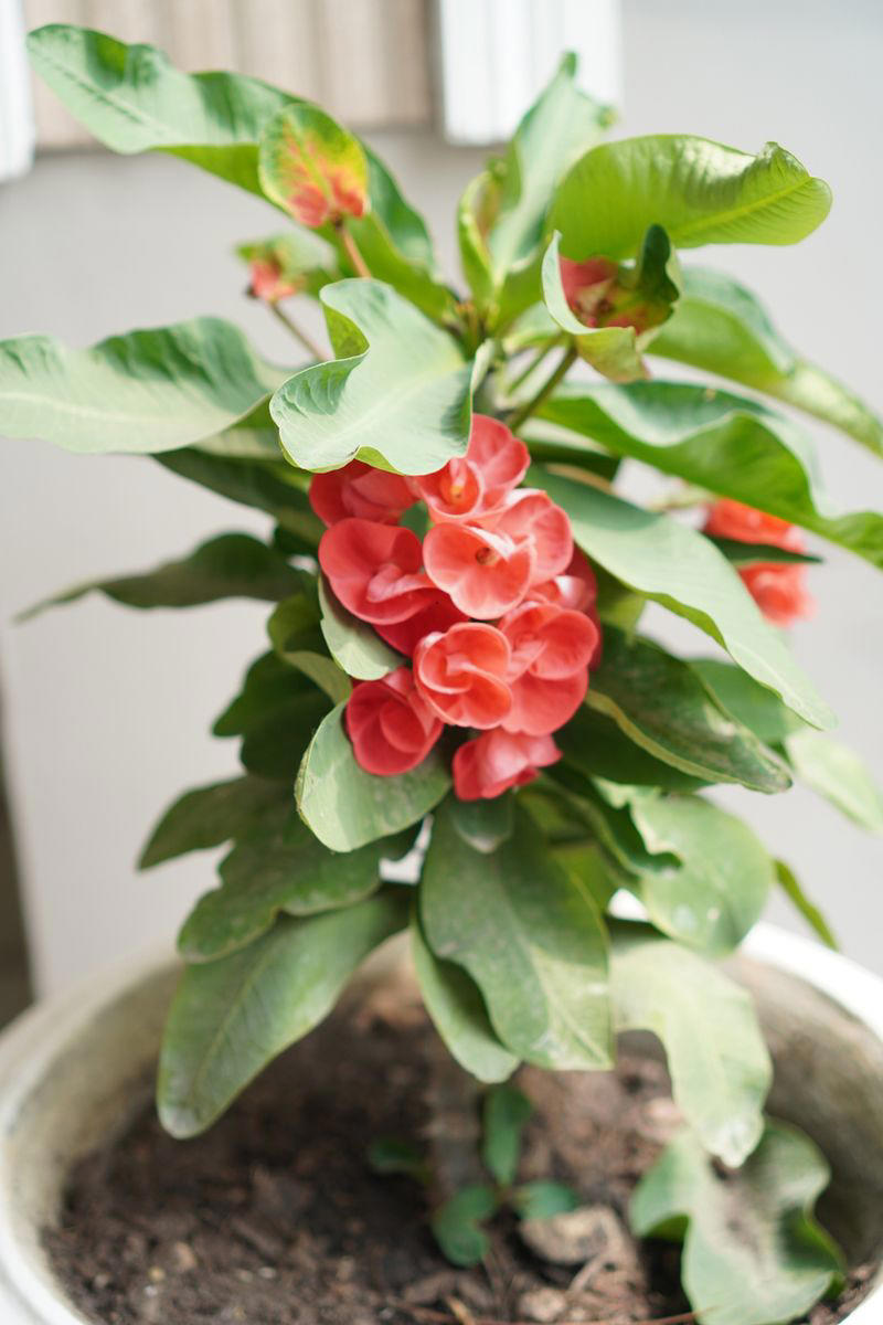 Chrysanthemums, Lipstick Plant, Gloxinia , Regal Geranium, Crown of Thorns, Hoya Albo Carnosa , Pink Anthurium, Desert Rose, Moth Orchid, Bromeliad, Purple Oxalis, Cyclamen, Calamondin Orange Plant, Holiday Cactus, Kalanchoe, African Violet, Peace Lily, Flowering Maple, Amaryllis, Rex Begonia