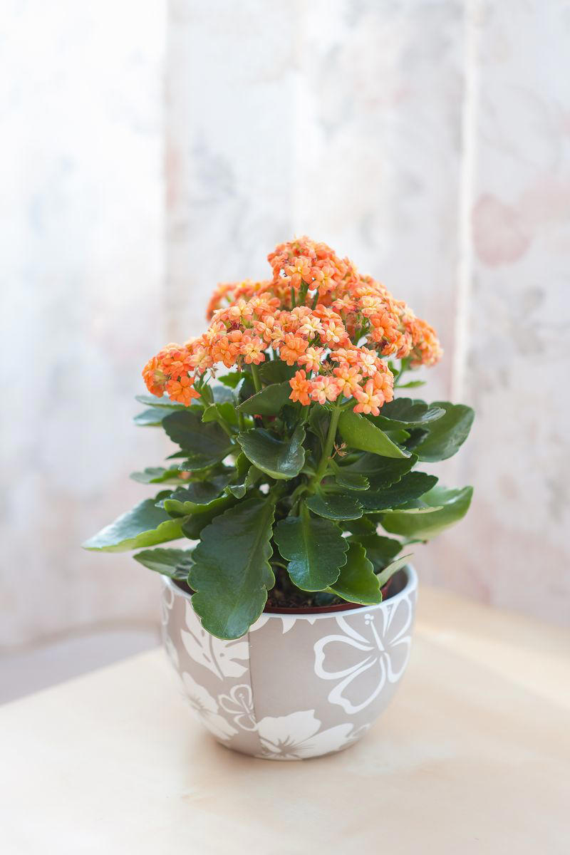 Chrysanthemums, Lipstick Plant, Gloxinia , Regal Geranium, Crown of Thorns, Hoya Albo Carnosa , Pink Anthurium, Desert Rose, Moth Orchid, Bromeliad, Purple Oxalis, Cyclamen, Calamondin Orange Plant, Holiday Cactus, Kalanchoe, African Violet, Peace Lily, Flowering Maple, Amaryllis, Rex Begonia