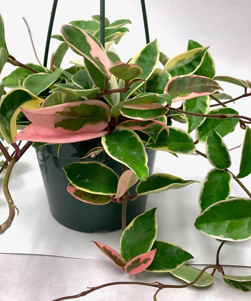 Chrysanthemums, Lipstick Plant, Gloxinia , Regal Geranium, Crown of Thorns, Hoya Albo Carnosa , Pink Anthurium, Desert Rose, Moth Orchid, Bromeliad, Purple Oxalis, Cyclamen, Calamondin Orange Plant, Holiday Cactus, Kalanchoe, African Violet, Peace Lily, Flowering Maple, Amaryllis, Rex Begonia