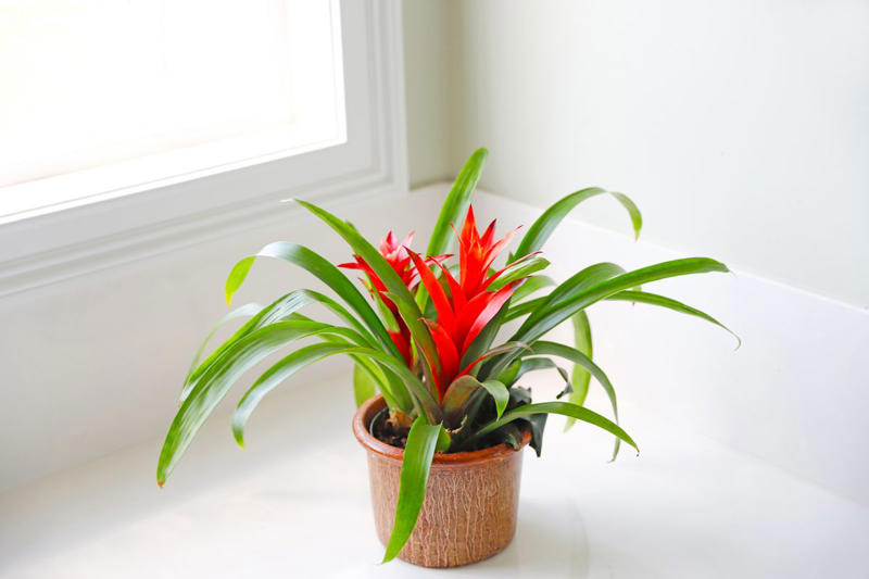 Chrysanthemums, Lipstick Plant, Gloxinia , Regal Geranium, Crown of Thorns, Hoya Albo Carnosa , Pink Anthurium, Desert Rose, Moth Orchid, Bromeliad, Purple Oxalis, Cyclamen, Calamondin Orange Plant, Holiday Cactus, Kalanchoe, African Violet, Peace Lily, Flowering Maple, Amaryllis, Rex Begonia