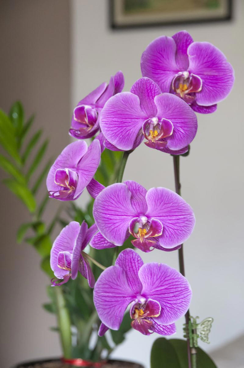 Chrysanthemums, Lipstick Plant, Gloxinia , Regal Geranium, Crown of Thorns, Hoya Albo Carnosa , Pink Anthurium, Desert Rose, Moth Orchid, Bromeliad, Purple Oxalis, Cyclamen, Calamondin Orange Plant, Holiday Cactus, Kalanchoe, African Violet, Peace Lily, Flowering Maple, Amaryllis, Rex Begonia