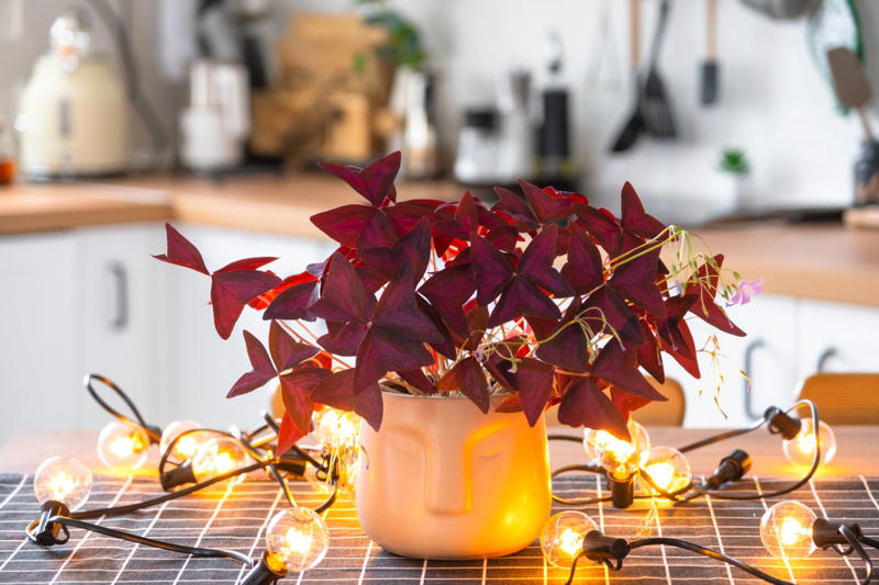 Chrysanthemums, Lipstick Plant, Gloxinia , Regal Geranium, Crown of Thorns, Hoya Albo Carnosa , Pink Anthurium, Desert Rose, Moth Orchid, Bromeliad, Purple Oxalis, Cyclamen, Calamondin Orange Plant, Holiday Cactus, Kalanchoe, African Violet, Peace Lily, Flowering Maple, Amaryllis, Rex Begonia