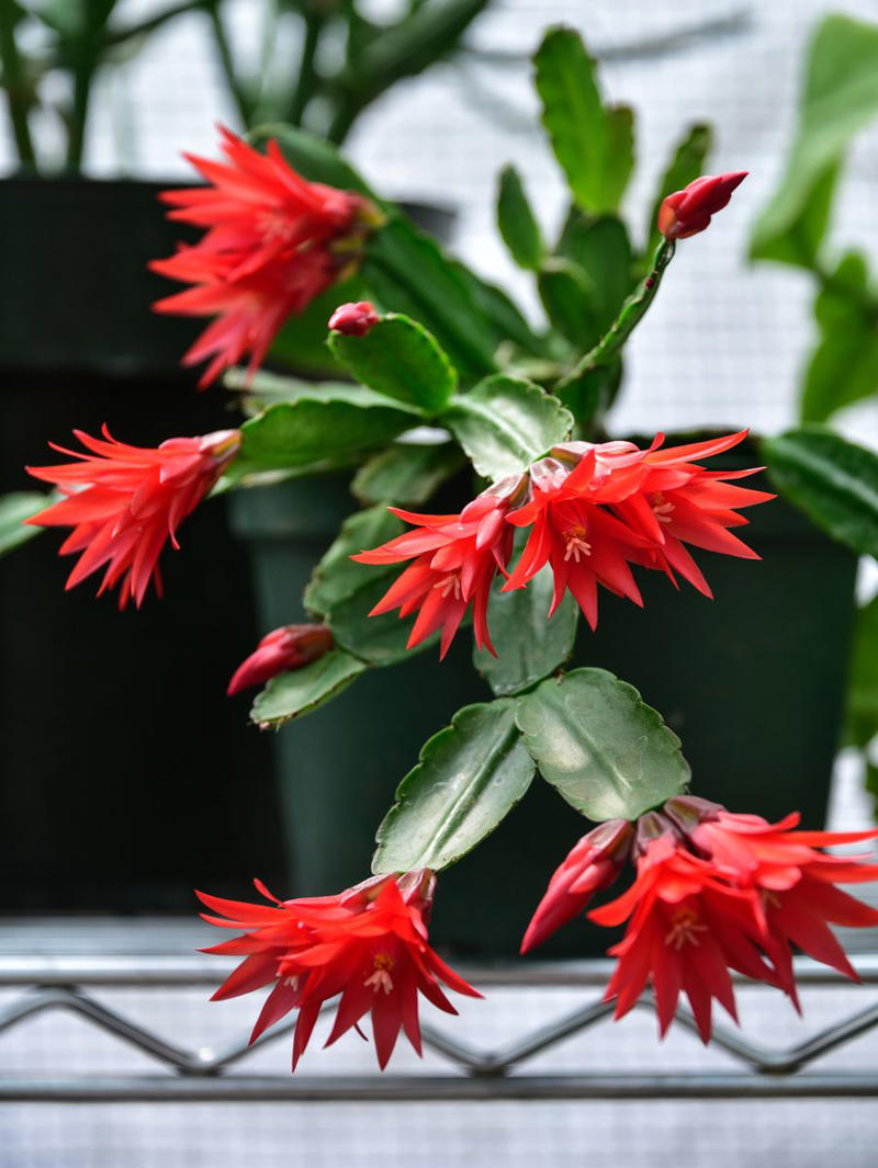 Chrysanthemums, Lipstick Plant, Gloxinia , Regal Geranium, Crown of Thorns, Hoya Albo Carnosa , Pink Anthurium, Desert Rose, Moth Orchid, Bromeliad, Purple Oxalis, Cyclamen, Calamondin Orange Plant, Holiday Cactus, Kalanchoe, African Violet, Peace Lily, Flowering Maple, Amaryllis, Rex Begonia