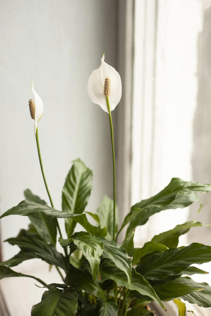 Chrysanthemums, Lipstick Plant, Gloxinia , Regal Geranium, Crown of Thorns, Hoya Albo Carnosa , Pink Anthurium, Desert Rose, Moth Orchid, Bromeliad, Purple Oxalis, Cyclamen, Calamondin Orange Plant, Holiday Cactus, Kalanchoe, African Violet, Peace Lily, Flowering Maple, Amaryllis, Rex Begonia
