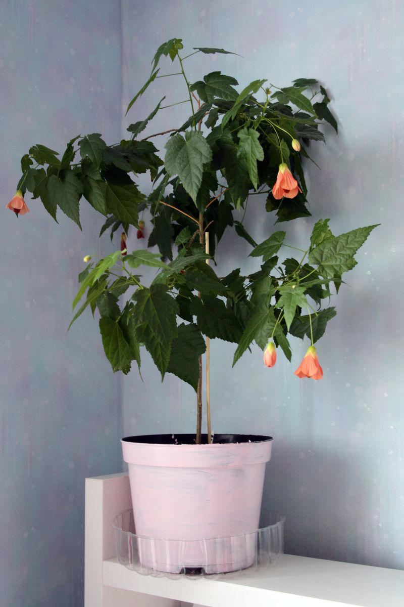 Chrysanthemums, Lipstick Plant, Gloxinia , Regal Geranium, Crown of Thorns, Hoya Albo Carnosa , Pink Anthurium, Desert Rose, Moth Orchid, Bromeliad, Purple Oxalis, Cyclamen, Calamondin Orange Plant, Holiday Cactus, Kalanchoe, African Violet, Peace Lily, Flowering Maple, Amaryllis, Rex Begonia