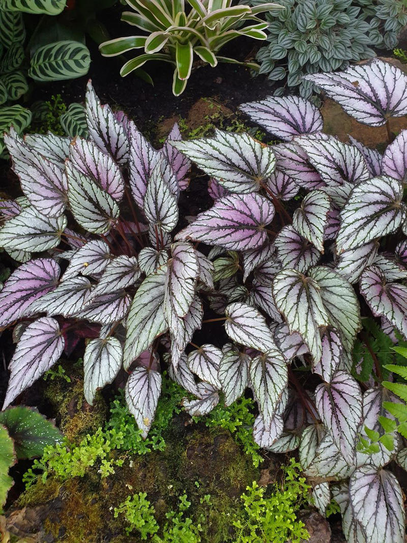 Chrysanthemums, Lipstick Plant, Gloxinia , Regal Geranium, Crown of Thorns, Hoya Albo Carnosa , Pink Anthurium, Desert Rose, Moth Orchid, Bromeliad, Purple Oxalis, Cyclamen, Calamondin Orange Plant, Holiday Cactus, Kalanchoe, African Violet, Peace Lily, Flowering Maple, Amaryllis, Rex Begonia