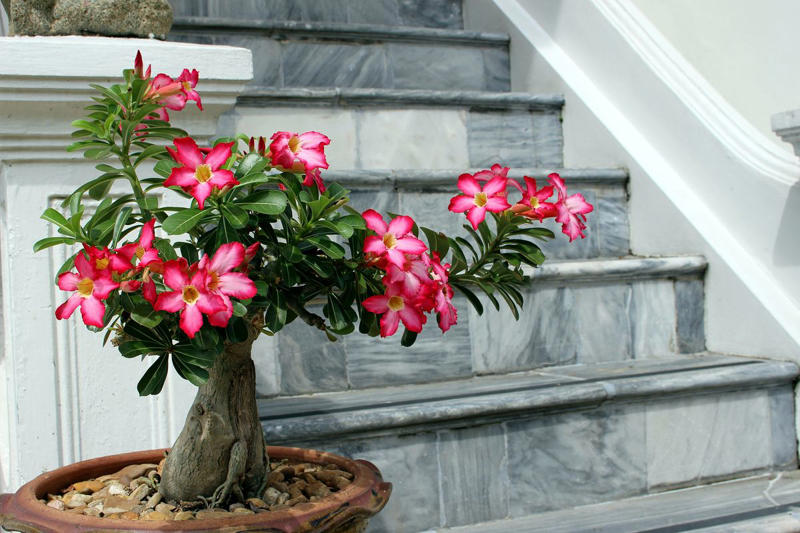 Chrysanthemums, Lipstick Plant, Gloxinia , Regal Geranium, Crown of Thorns, Hoya Albo Carnosa , Pink Anthurium, Desert Rose, Moth Orchid, Bromeliad, Purple Oxalis, Cyclamen, Calamondin Orange Plant, Holiday Cactus, Kalanchoe, African Violet, Peace Lily, Flowering Maple, Amaryllis, Rex Begonia