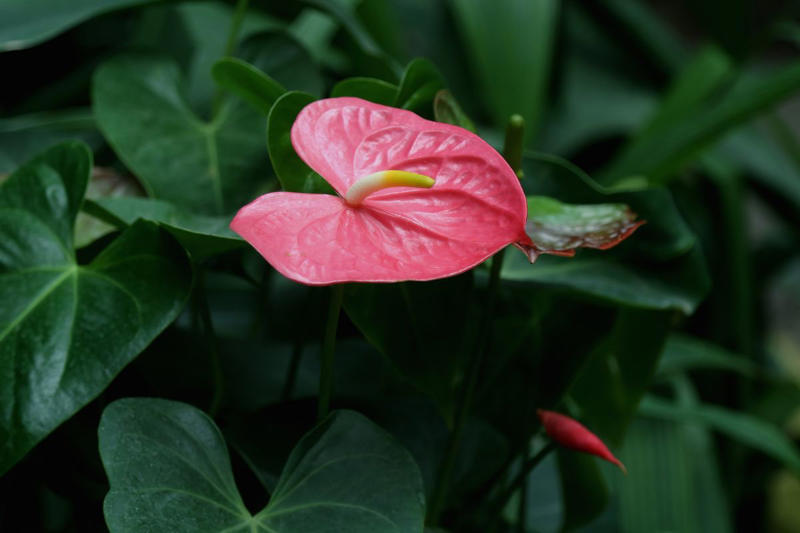 Chrysanthemums, Lipstick Plant, Gloxinia , Regal Geranium, Crown of Thorns, Hoya Albo Carnosa , Pink Anthurium, Desert Rose, Moth Orchid, Bromeliad, Purple Oxalis, Cyclamen, Calamondin Orange Plant, Holiday Cactus, Kalanchoe, African Violet, Peace Lily, Flowering Maple, Amaryllis, Rex Begonia