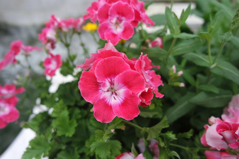 Chrysanthemums, Lipstick Plant, Gloxinia , Regal Geranium, Crown of Thorns, Hoya Albo Carnosa , Pink Anthurium, Desert Rose, Moth Orchid, Bromeliad, Purple Oxalis, Cyclamen, Calamondin Orange Plant, Holiday Cactus, Kalanchoe, African Violet, Peace Lily, Flowering Maple, Amaryllis, Rex Begonia
