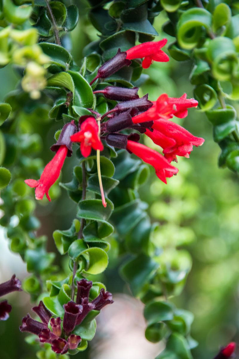 Chrysanthemums, Lipstick Plant, Gloxinia , Regal Geranium, Crown of Thorns, Hoya Albo Carnosa , Pink Anthurium, Desert Rose, Moth Orchid, Bromeliad, Purple Oxalis, Cyclamen, Calamondin Orange Plant, Holiday Cactus, Kalanchoe, African Violet, Peace Lily, Flowering Maple, Amaryllis, Rex Begonia