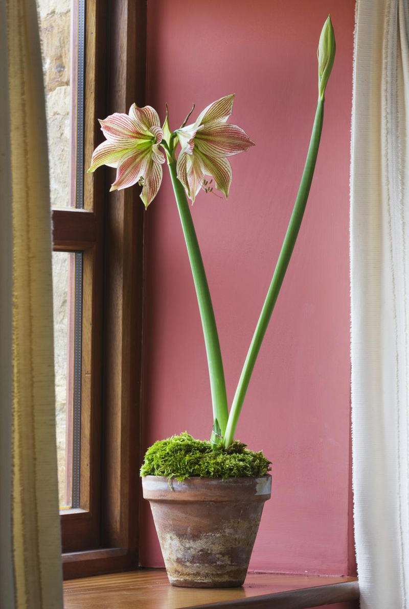Chrysanthemums, Lipstick Plant, Gloxinia , Regal Geranium, Crown of Thorns, Hoya Albo Carnosa , Pink Anthurium, Desert Rose, Moth Orchid, Bromeliad, Purple Oxalis, Cyclamen, Calamondin Orange Plant, Holiday Cactus, Kalanchoe, African Violet, Peace Lily, Flowering Maple, Amaryllis, Rex Begonia
