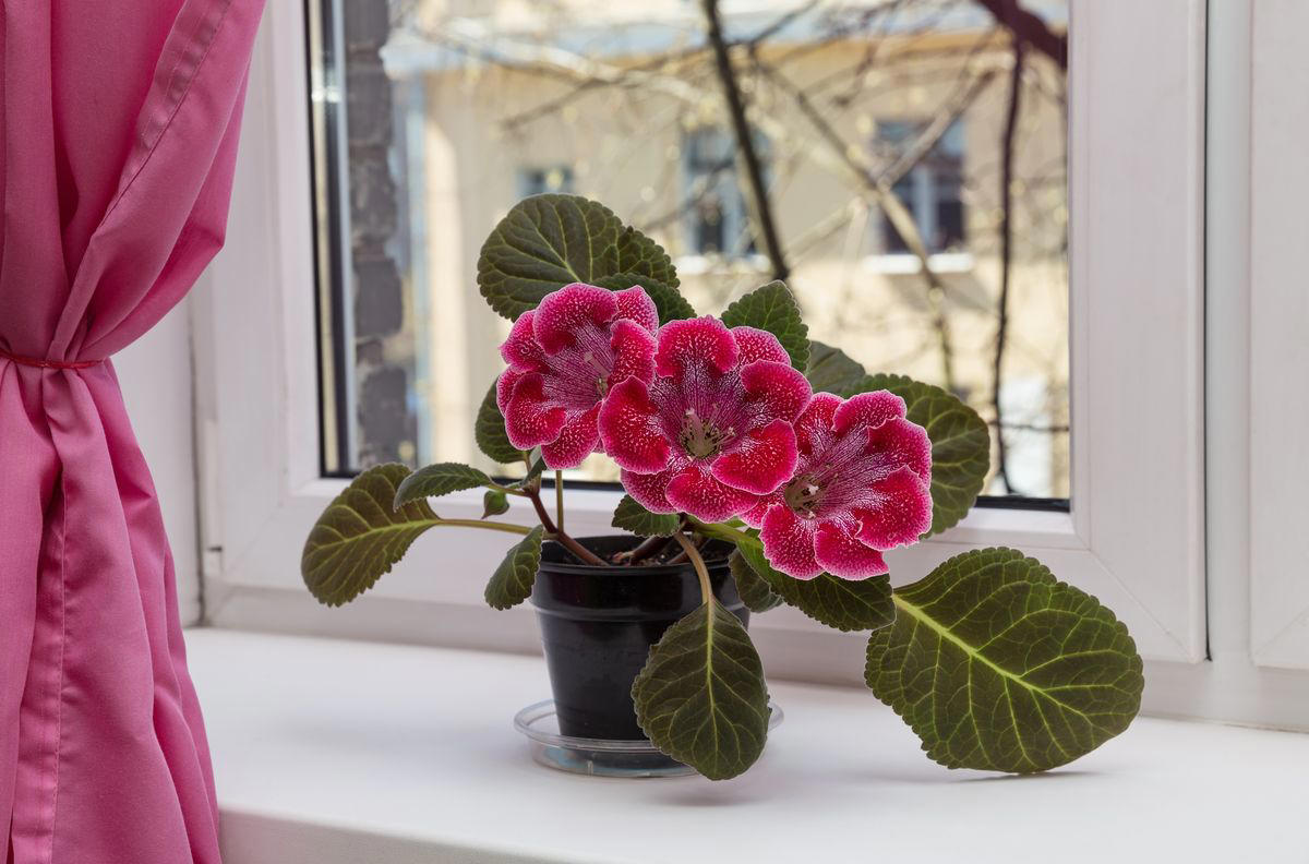 Chrysanthemums, Lipstick Plant, Gloxinia , Regal Geranium, Crown of Thorns, Hoya Albo Carnosa , Pink Anthurium, Desert Rose, Moth Orchid, Bromeliad, Purple Oxalis, Cyclamen, Calamondin Orange Plant, Holiday Cactus, Kalanchoe, African Violet, Peace Lily, Flowering Maple, Amaryllis, Rex Begonia