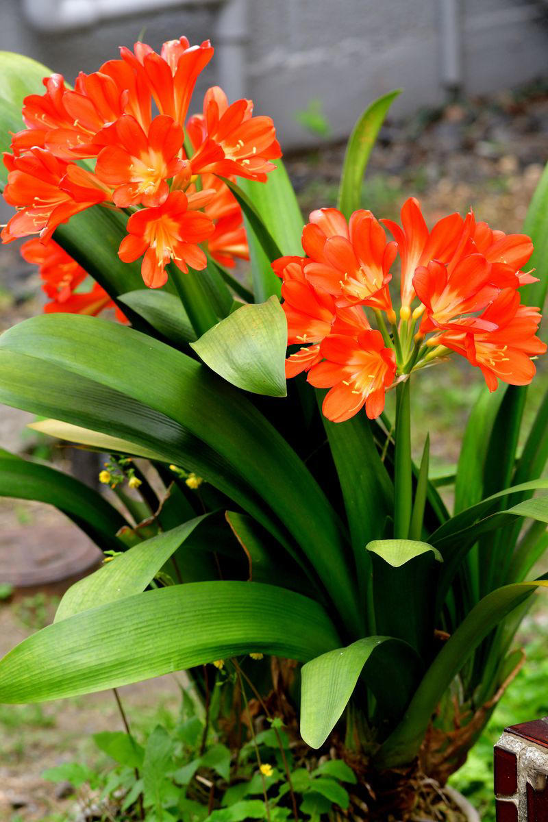 Chrysanthemums, Lipstick Plant, Gloxinia , Regal Geranium, Crown of Thorns, Hoya Albo Carnosa , Pink Anthurium, Desert Rose, Moth Orchid, Bromeliad, Purple Oxalis, Cyclamen, Calamondin Orange Plant, Holiday Cactus, Kalanchoe, African Violet, Peace Lily, Flowering Maple, Amaryllis, Rex Begonia