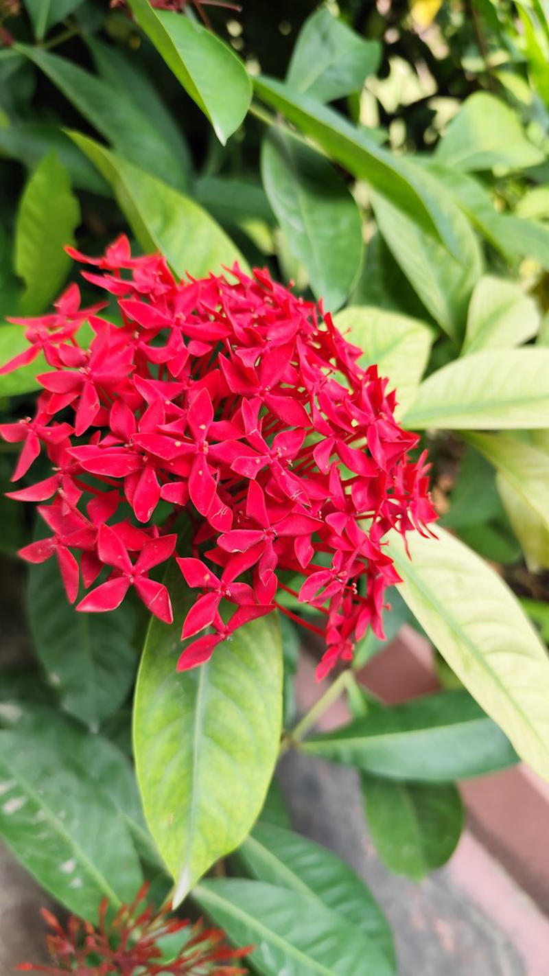 Chrysanthemums, Lipstick Plant, Gloxinia , Regal Geranium, Crown of Thorns, Hoya Albo Carnosa , Pink Anthurium, Desert Rose, Moth Orchid, Bromeliad, Purple Oxalis, Cyclamen, Calamondin Orange Plant, Holiday Cactus, Kalanchoe, African Violet, Peace Lily, Flowering Maple, Amaryllis, Rex Begonia