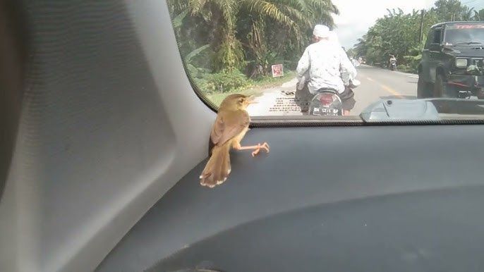 Daftar Binatang yang Sering Masuk ke dalam Mobil, Pahami Cara Mencegahnya, 1. Kucing Masuk ke dalam Mobil, Suka Ngumpet di Roda dan Kolong Mesin, 2. Tikus Masuk ke dalam Mobil, Bisa Merusak Elektrikal, 3. Semut dan Kecoa Masuk ke dalam Mobil, 4. Waspada Ular Menyusup ke dalam Mobil, 5. Laba-Laba yang Bersarang di Dalam Interior Mobil, 6. Burung Bersarang di Dalam Kolong Mobil