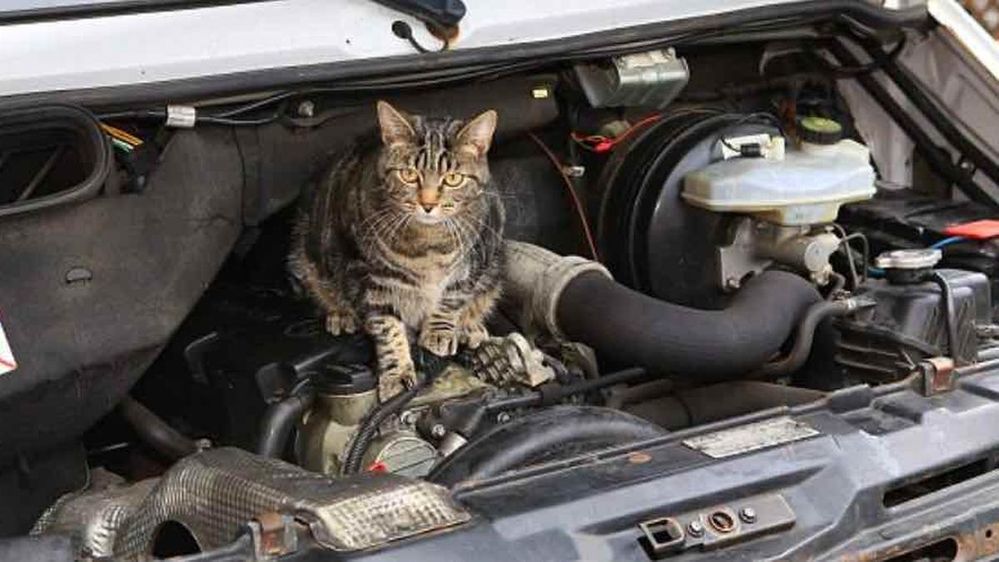 Daftar Binatang yang Sering Masuk ke dalam Mobil, Pahami Cara Mencegahnya, 1. Kucing Masuk ke dalam Mobil, Suka Ngumpet di Roda dan Kolong Mesin, 2. Tikus Masuk ke dalam Mobil, Bisa Merusak Elektrikal, 3. Semut dan Kecoa Masuk ke dalam Mobil, 4. Waspada Ular Menyusup ke dalam Mobil, 5. Laba-Laba yang Bersarang di Dalam Interior Mobil, 6. Burung Bersarang di Dalam Kolong Mobil
