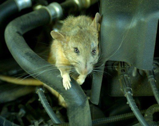 Daftar Binatang yang Sering Masuk ke dalam Mobil, Pahami Cara Mencegahnya, 1. Kucing Masuk ke dalam Mobil, Suka Ngumpet di Roda dan Kolong Mesin, 2. Tikus Masuk ke dalam Mobil, Bisa Merusak Elektrikal, 3. Semut dan Kecoa Masuk ke dalam Mobil, 4. Waspada Ular Menyusup ke dalam Mobil, 5. Laba-Laba yang Bersarang di Dalam Interior Mobil, 6. Burung Bersarang di Dalam Kolong Mobil