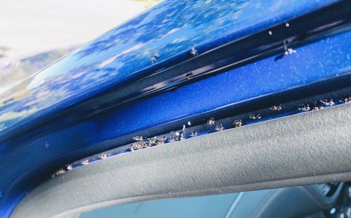 Daftar Binatang yang Sering Masuk ke dalam Mobil, Pahami Cara Mencegahnya, 1. Kucing Masuk ke dalam Mobil, Suka Ngumpet di Roda dan Kolong Mesin, 2. Tikus Masuk ke dalam Mobil, Bisa Merusak Elektrikal, 3. Semut dan Kecoa Masuk ke dalam Mobil, 4. Waspada Ular Menyusup ke dalam Mobil, 5. Laba-Laba yang Bersarang di Dalam Interior Mobil, 6. Burung Bersarang di Dalam Kolong Mobil