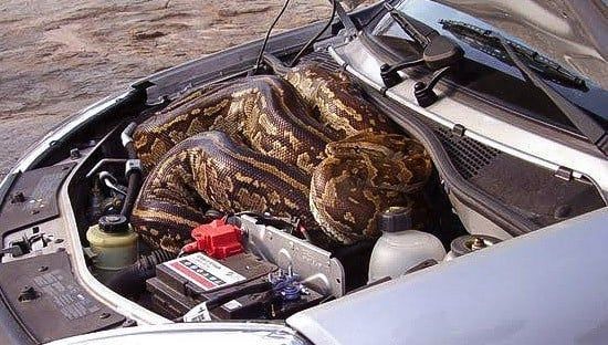 Daftar Binatang yang Sering Masuk ke dalam Mobil, Pahami Cara Mencegahnya, 1. Kucing Masuk ke dalam Mobil, Suka Ngumpet di Roda dan Kolong Mesin, 2. Tikus Masuk ke dalam Mobil, Bisa Merusak Elektrikal, 3. Semut dan Kecoa Masuk ke dalam Mobil, 4. Waspada Ular Menyusup ke dalam Mobil, 5. Laba-Laba yang Bersarang di Dalam Interior Mobil, 6. Burung Bersarang di Dalam Kolong Mobil