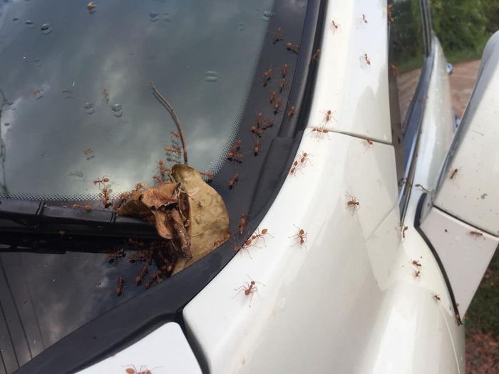 kabin mobil, mobil bekas, cara cegah serangga masuk kabin, cara cegah serangga masuk kabin mobil, cara cegah semut masuk kabin, Ini Dua Cara Ampuh Mencegah Serangga Masuk Kabin Mobil Bekas
