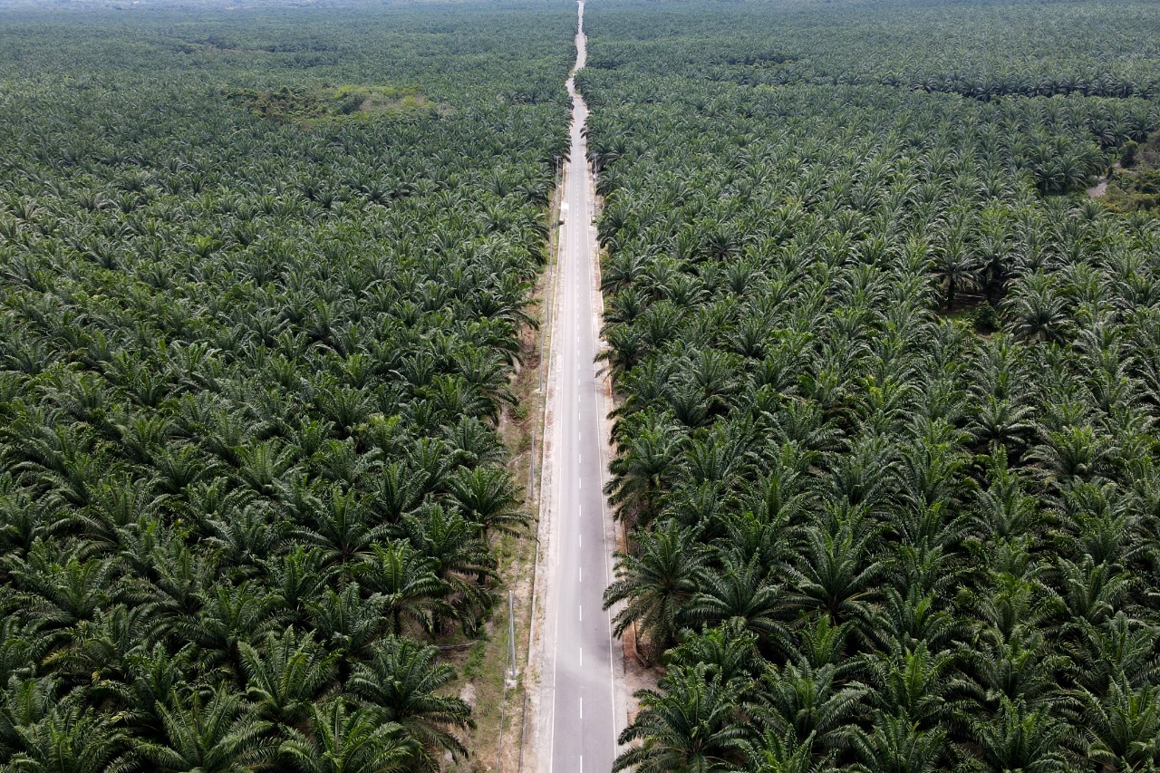 prabowo subianto, Solar Nabati, Papua Ditanami Sawit, Prabowo Tanam Sawit, BBM Nabati, Ambisi Prabowo Hasilkan BBM Nabati, Instruksikan Tanam Sawit di Papua