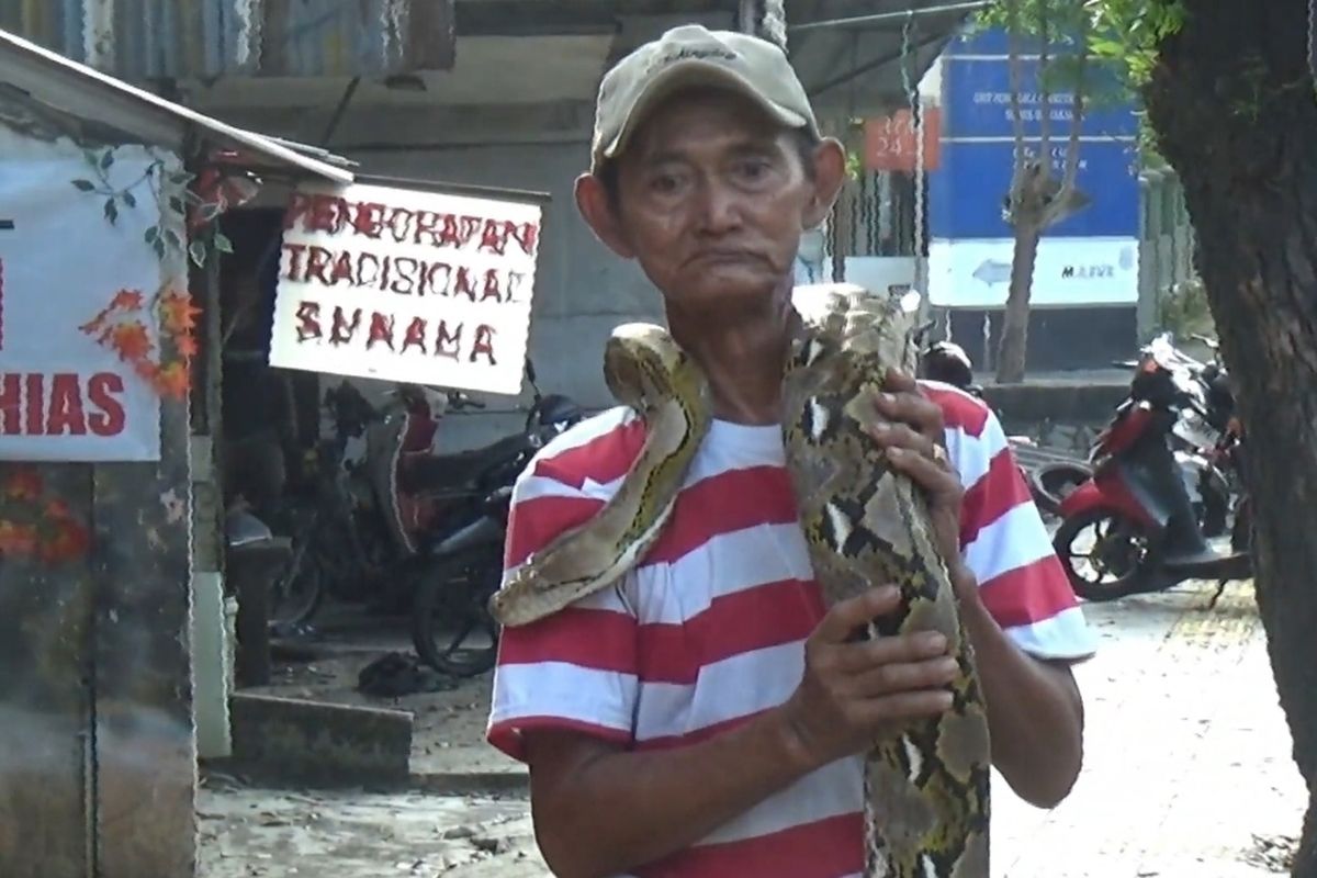 trotoar, ular piton, motor naik trotoar, Kramat Jati Jakarta Timur, Subadri Ular Piton, Cara Mbah Subadri Usir Pemotor Jajah Trotoar di Kramat Jati, Pagi Sore Angon Ular Piton Gede