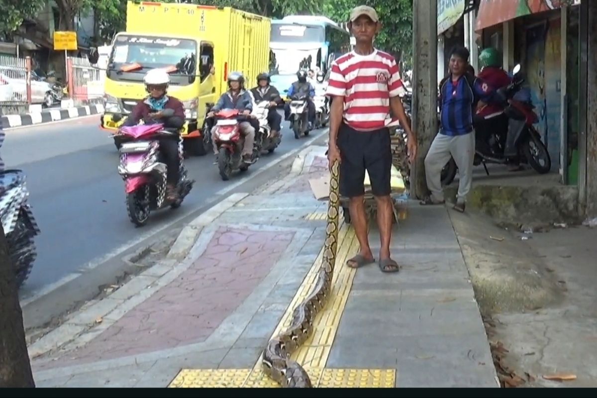 trotoar, ular piton, motor naik trotoar, Kramat Jati Jakarta Timur, Subadri Ular Piton, Cara Mbah Subadri Usir Pemotor Jajah Trotoar di Kramat Jati, Pagi Sore Angon Ular Piton Gede