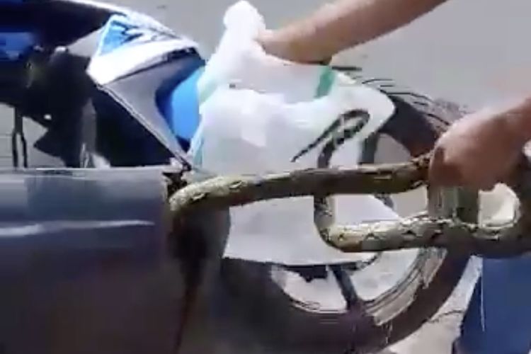 ular, mesin mobil, Ular Masuk Bodi Motor, ular masuk kap mesin mobil, Bukan Karena Nyasar, Ini Alasan Ular Doyan Ngumpet di Bodi Motor