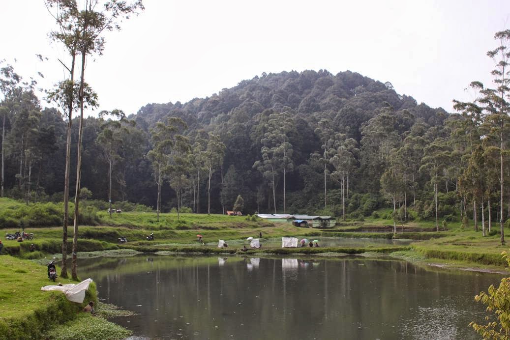 Mengenal Ranca Upas, Fasilitas di Kawasan Ini, Harga Tiket Masuk, Rute Menuju ke Kampung Cai, Jam Operasional, Oleh Oleh Khas, Tips Berlibur