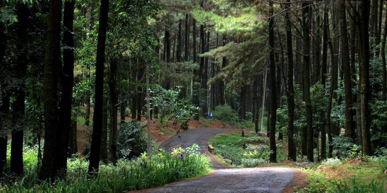 Mengenal Gunung Pancar, Suhu dan Vegetasi, Cerita Misteri, Harga Tiket Masuk, Aktifitas, Hotel Atau Penginapan, Rute Ke Lokasi Naik Motor, Tips Berlibur